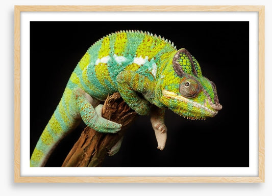 Reptiles / Amphibian