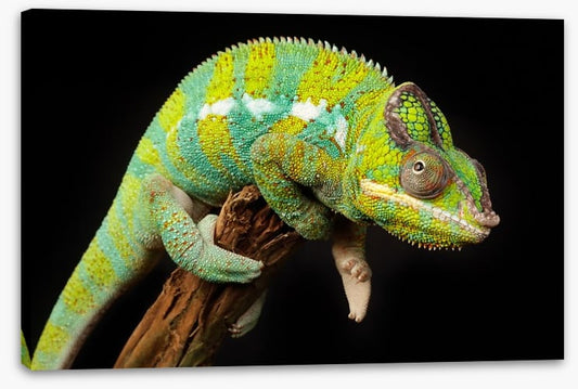 Reptiles / Amphibian