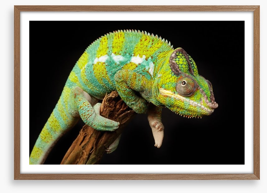 Reptiles / Amphibian