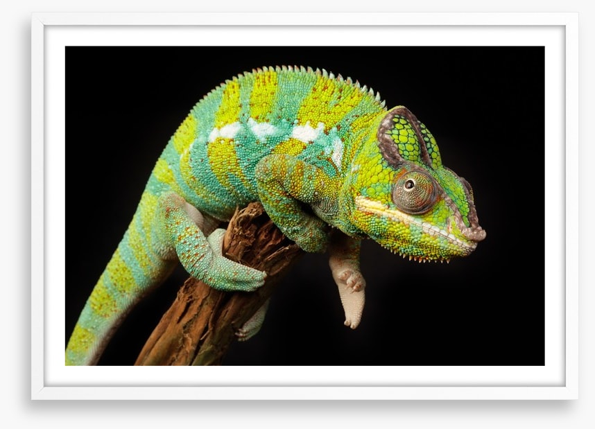 Reptiles / Amphibian