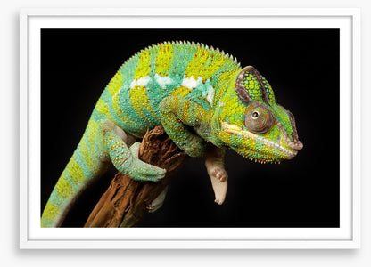 Reptiles / Amphibian