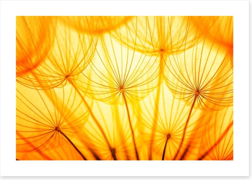 Dandelion delight