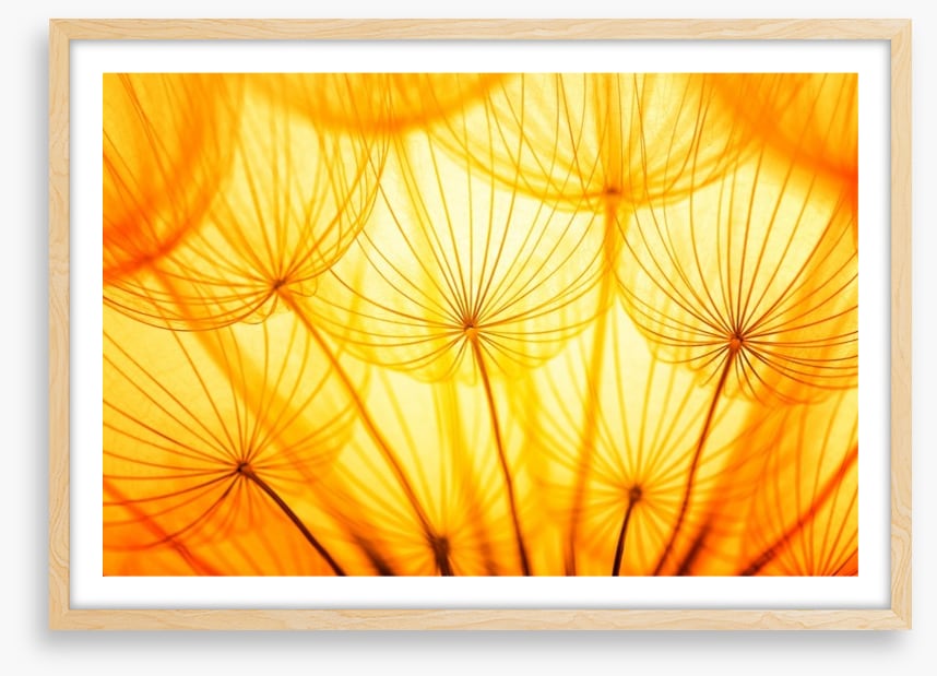 Dandelion delight