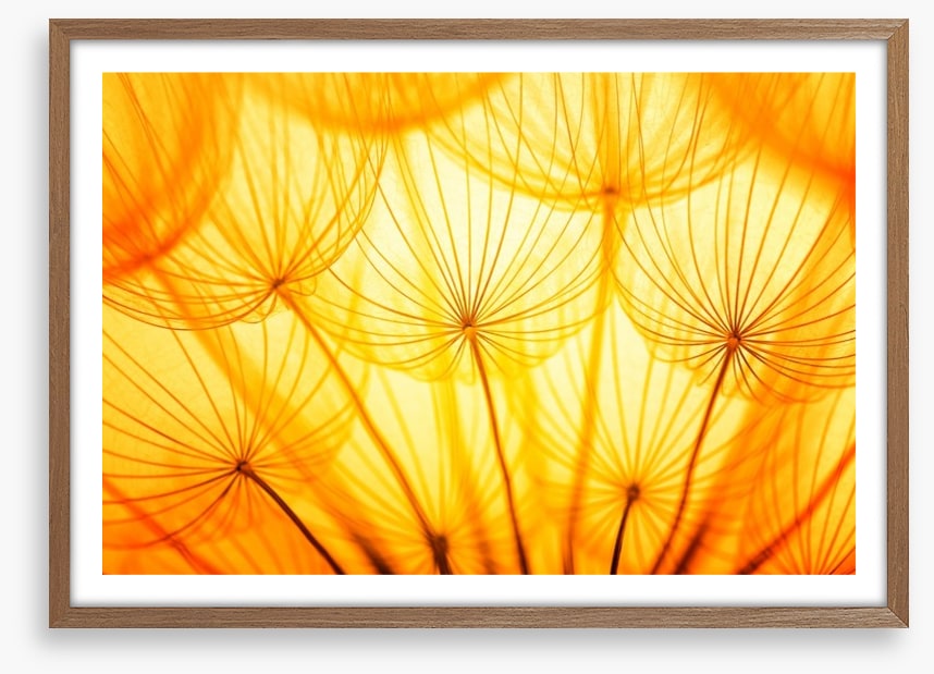 Dandelion delight