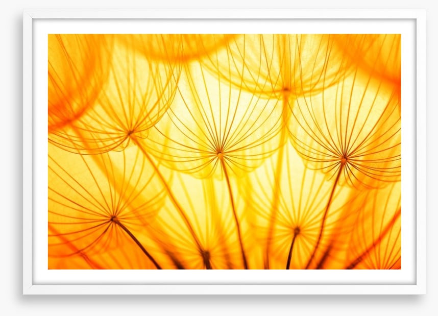 Dandelion delight