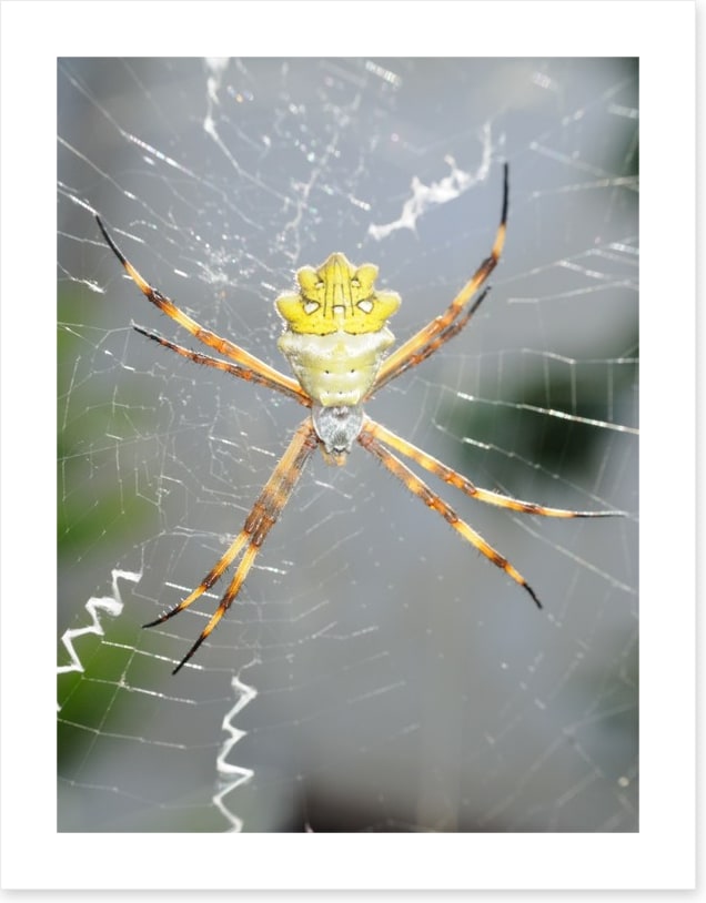 Insects