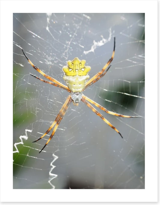 Insects
