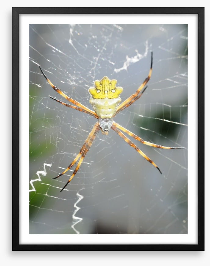 Insects