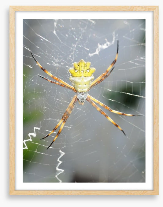 Insects