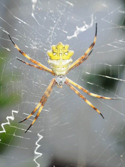 Insects