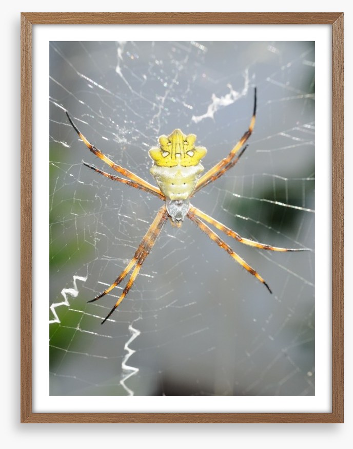 Insects