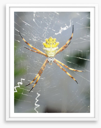 Insects