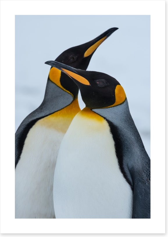 King Penguins cuddle