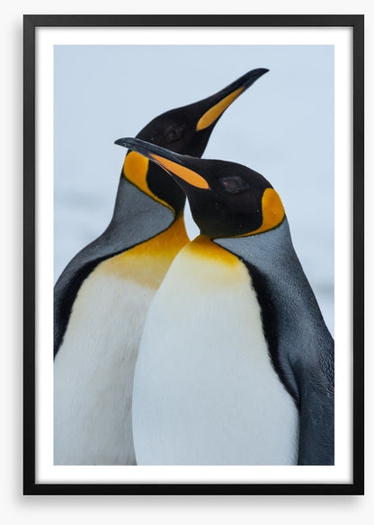King Penguins cuddle