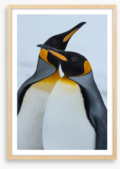 King Penguins cuddle