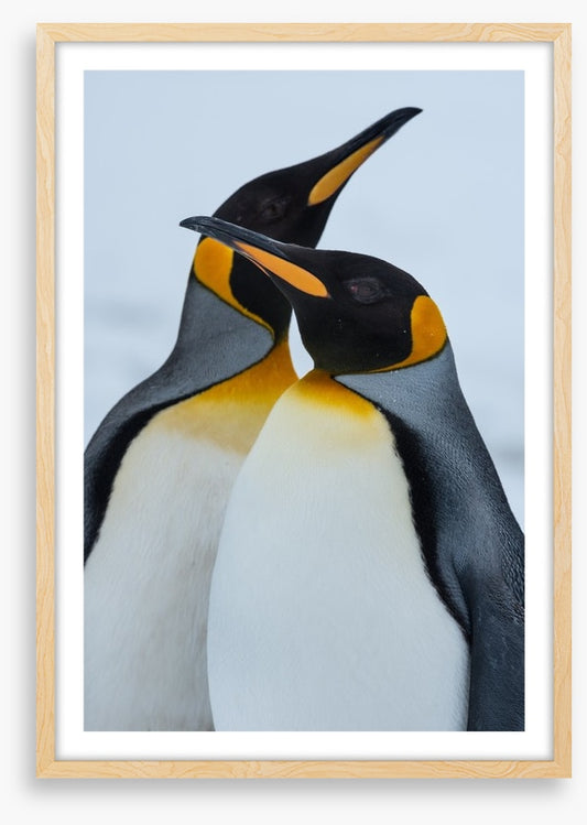 King Penguins cuddle