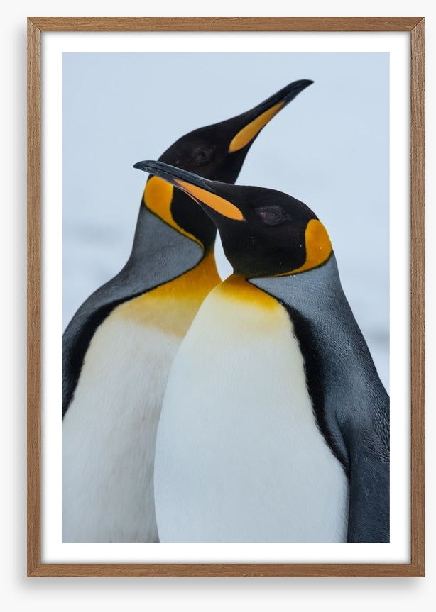 King Penguins cuddle