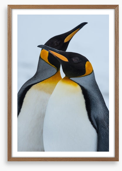 King Penguins cuddle