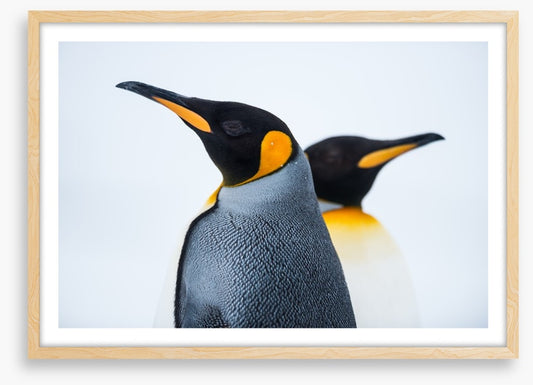 King penguins