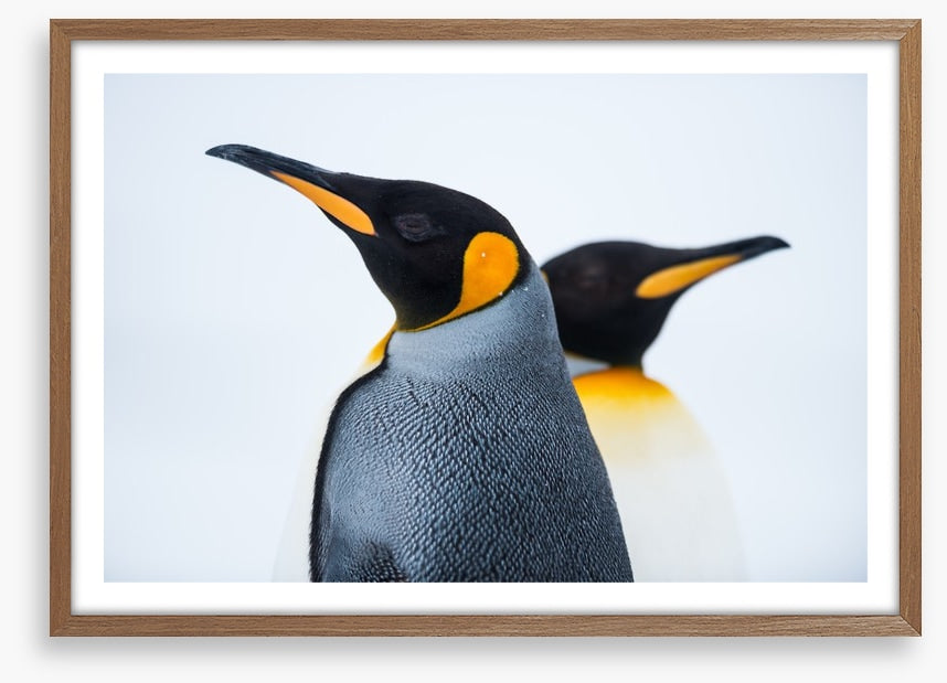 King penguins
