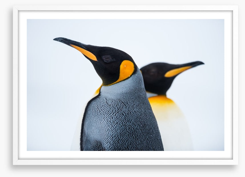 King penguins
