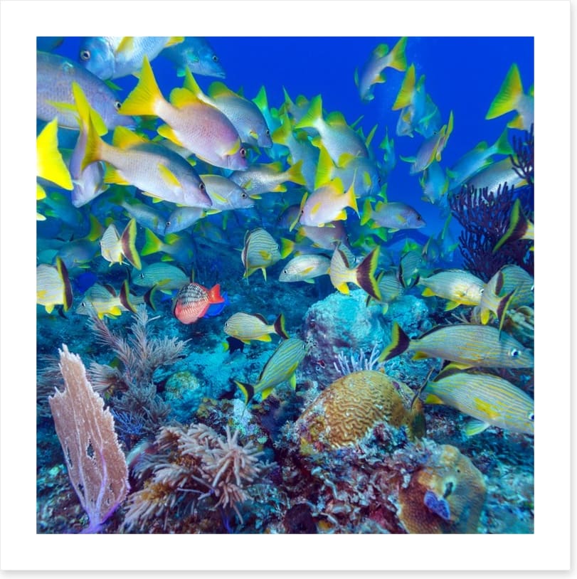Snapper swim