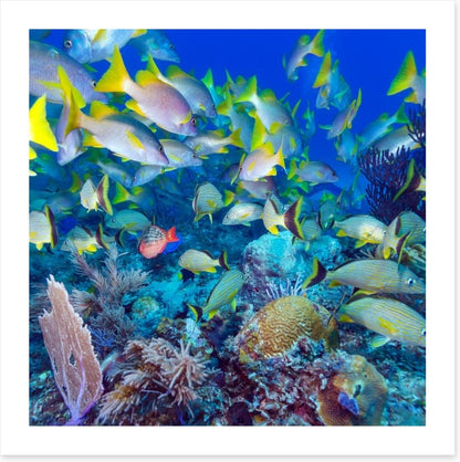 Snapper swim