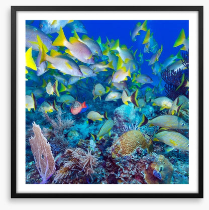 Snapper swim