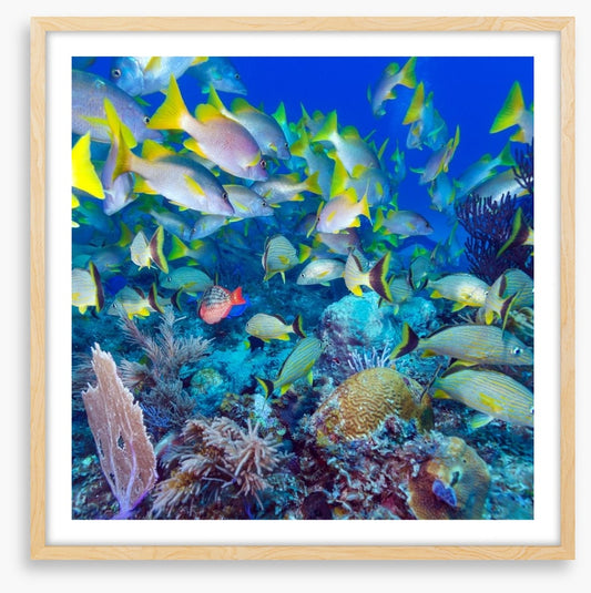 Snapper swim