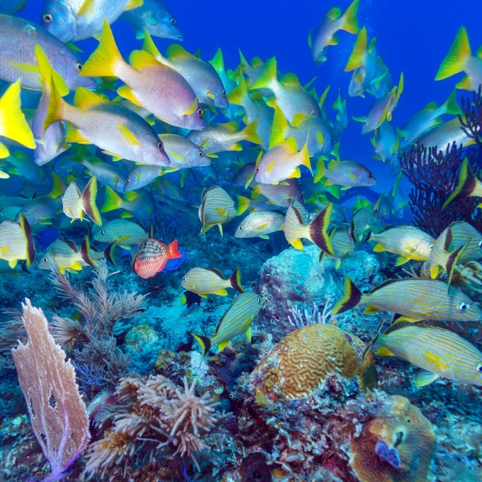 Snapper swim