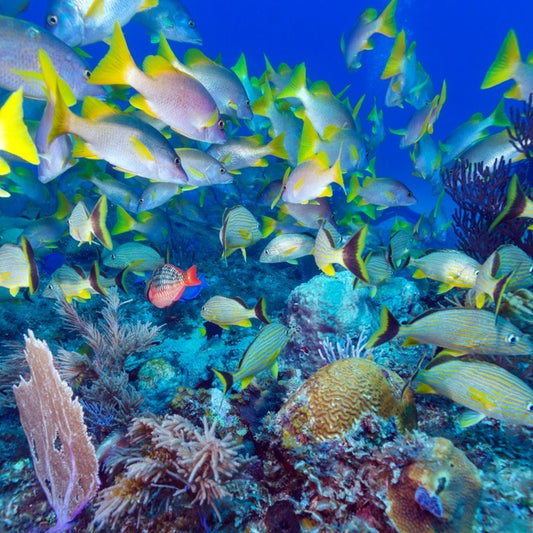Snapper swim