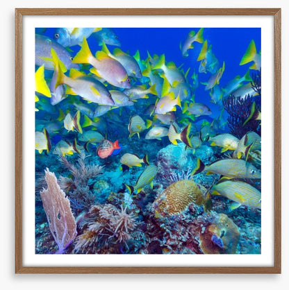 Snapper swim