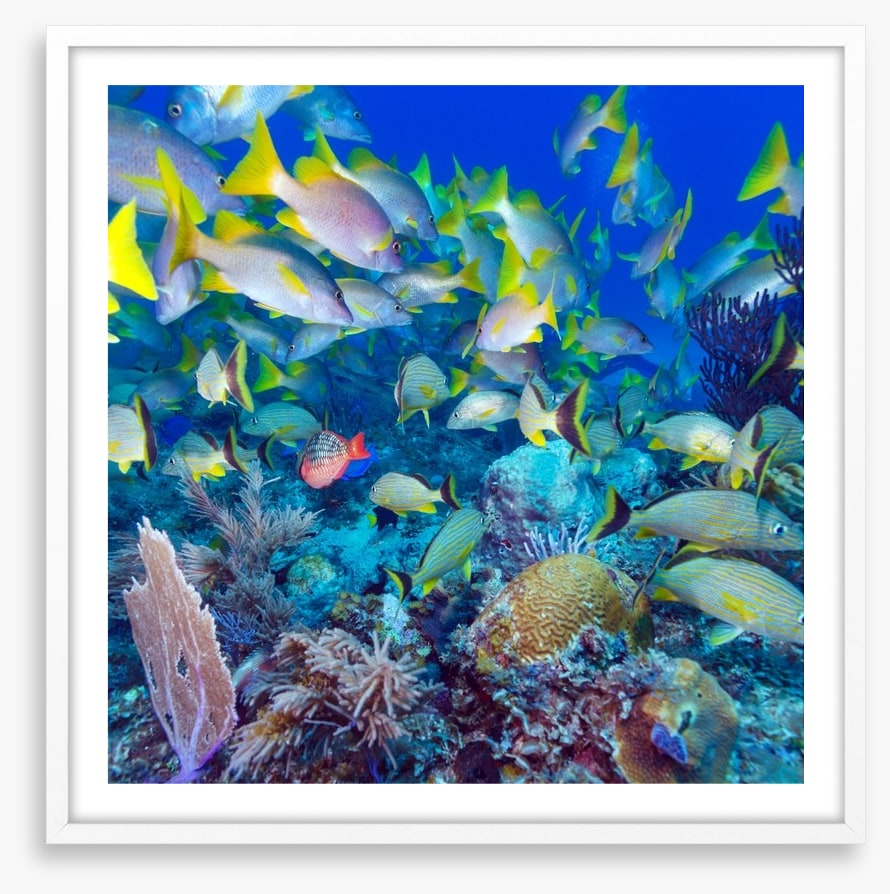 Snapper swim