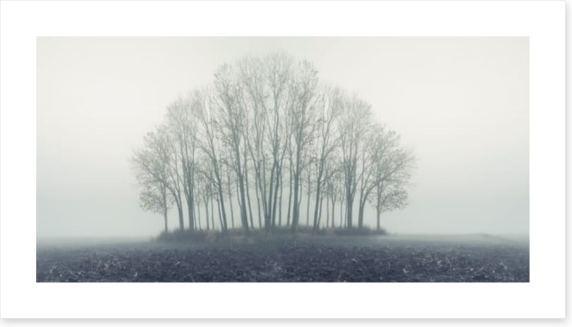 Copse through the mist