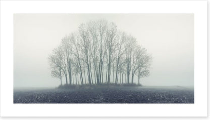 Copse through the mist