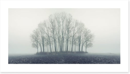 Copse through the mist