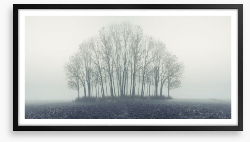 Copse through the mist