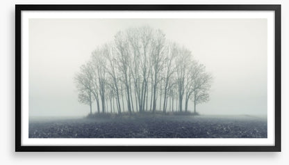 Copse through the mist