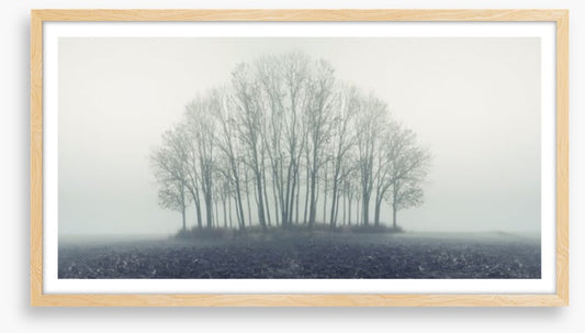 Copse through the mist