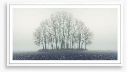 Copse through the mist