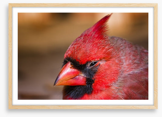 Crested cardinal