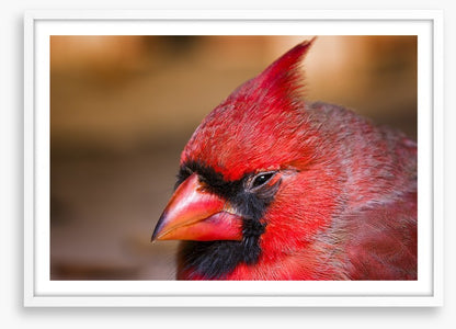 Crested cardinal