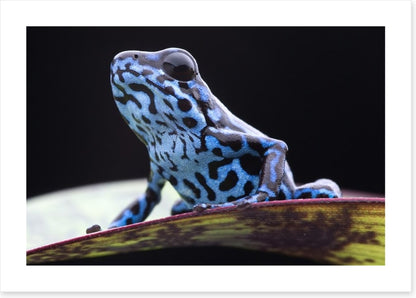 Reptiles / Amphibian