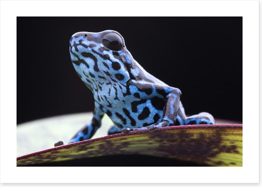 Reptiles / Amphibian