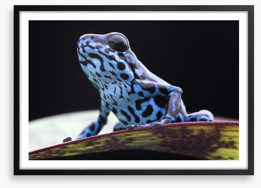 Reptiles / Amphibian