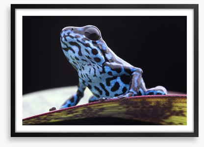 Reptiles / Amphibian