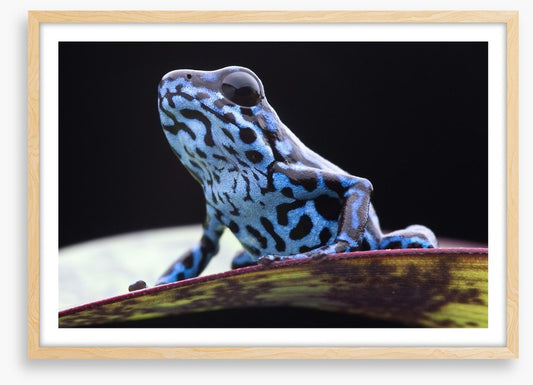 Reptiles / Amphibian