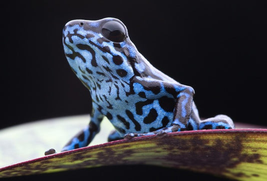 Reptiles / Amphibian