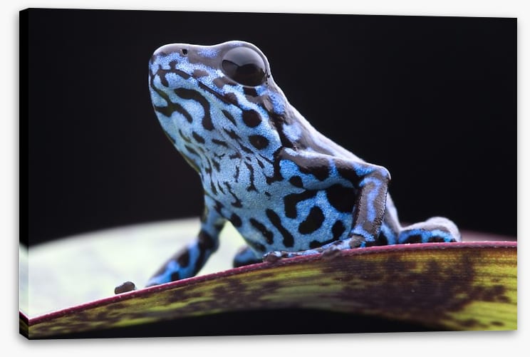 Reptiles / Amphibian