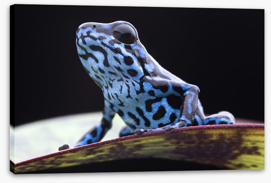 Reptiles / Amphibian
